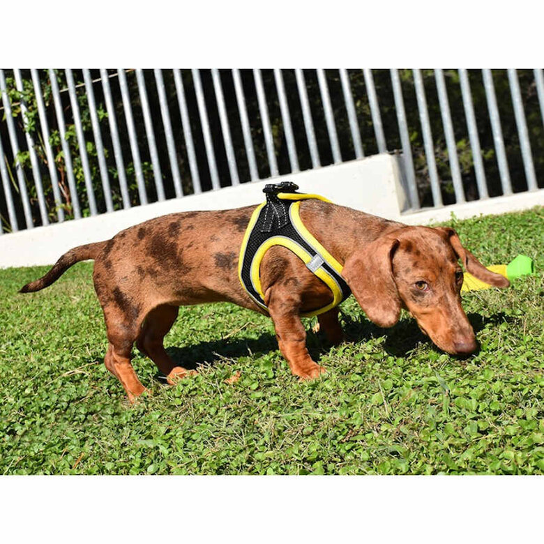 Nayeco X-TRM Neo Negro arnés para perros,  Imagen numero 2 Nayeco X-TRM Neo Negro arnés para perros, , large Imagen numero 2